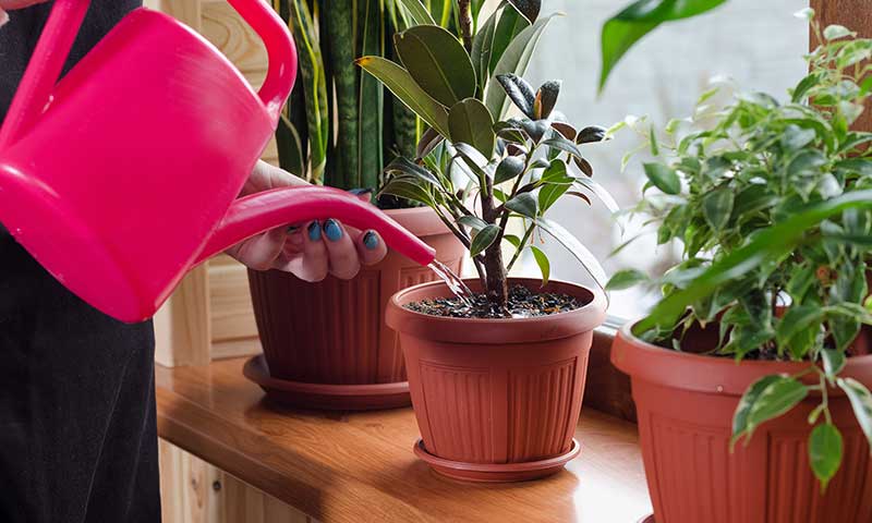 how to save brown tipped plants