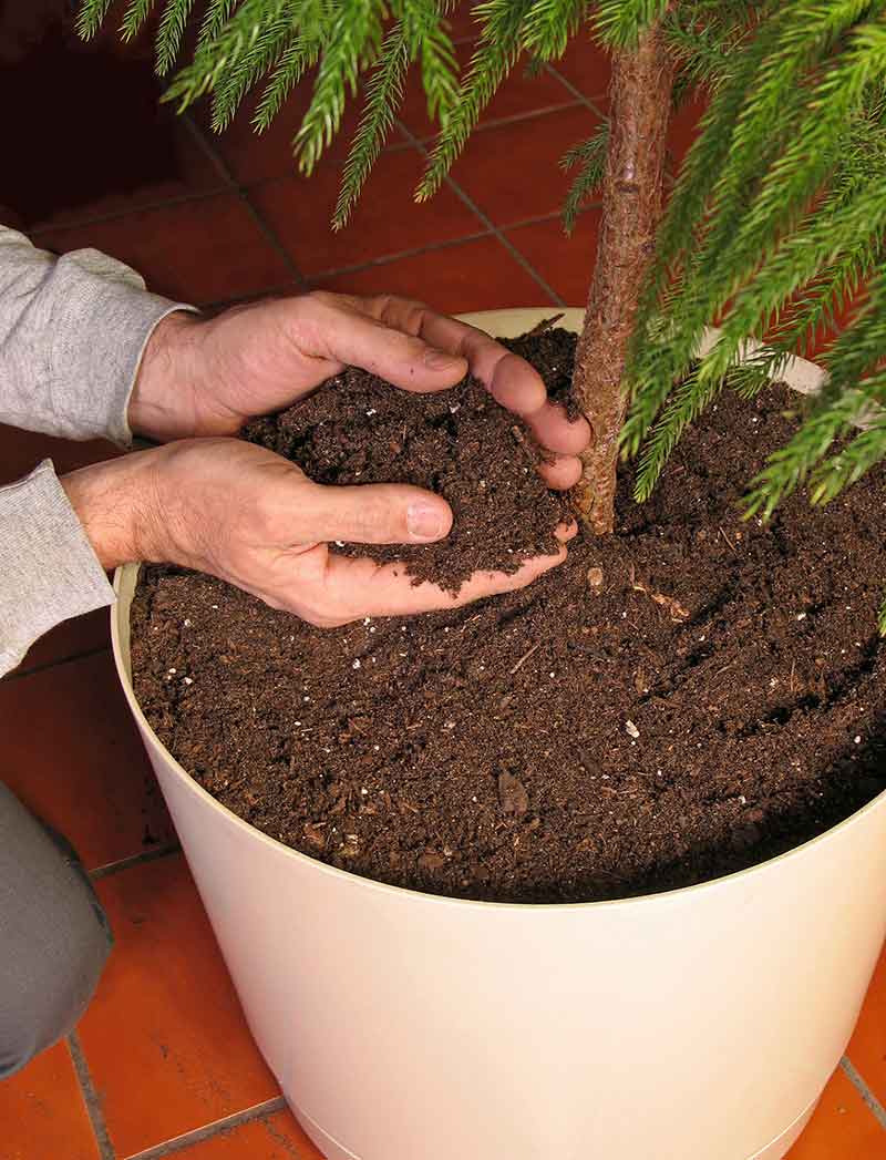 All the Dirt on Gardening: Norfolk Island Pine Tree, Lifestyles