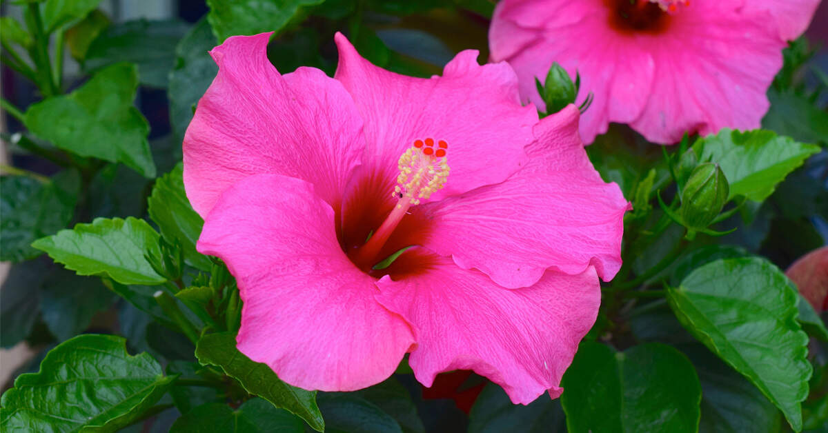When Does Hibiscus Bloom and How Long Do They Last?