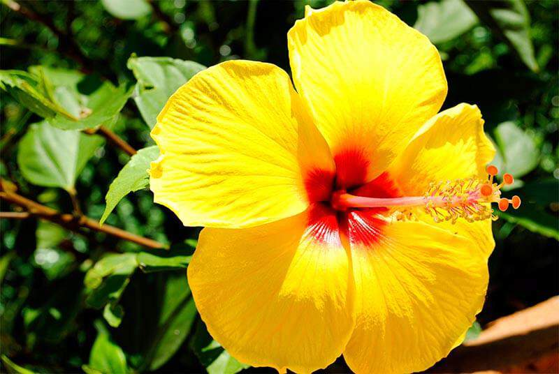 Attache-tétine | hibiscus