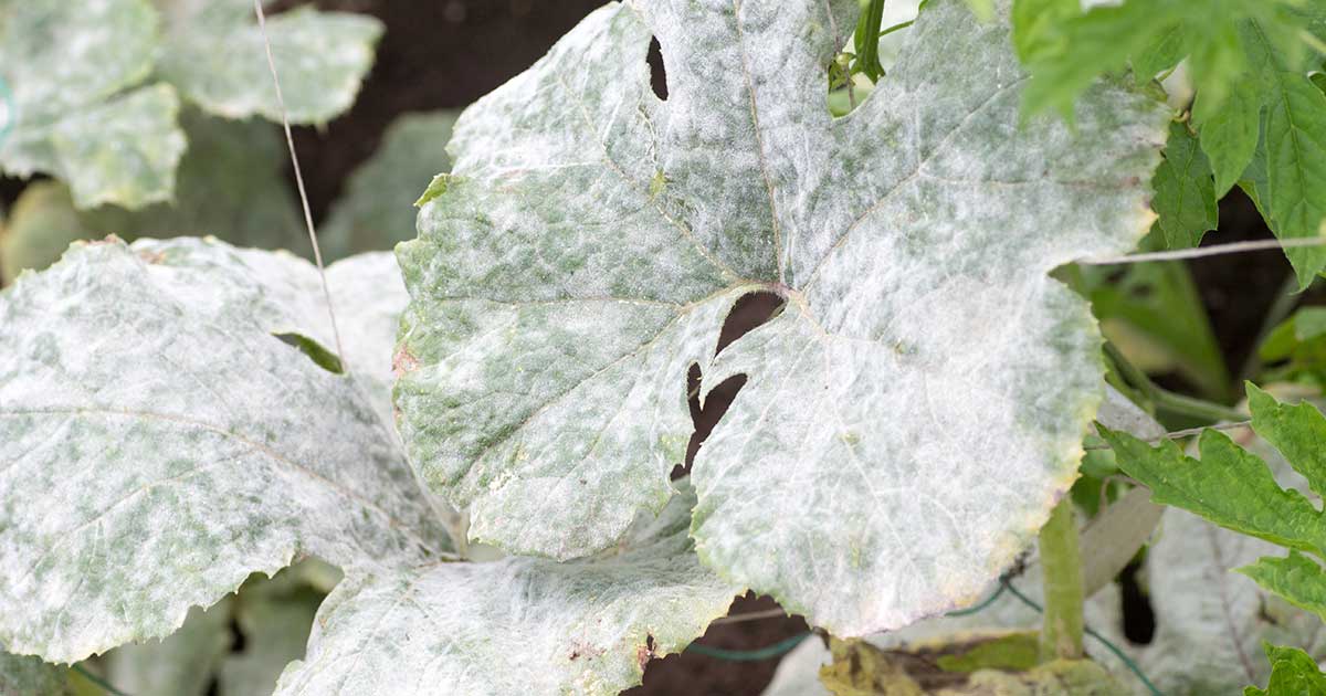 How To Get Rid Of White Spots On Plant Leaves