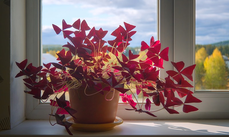 when and where to refresh your houseplants