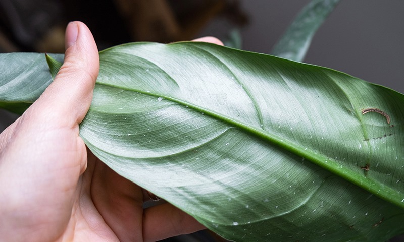 why give your plants a fall refresh