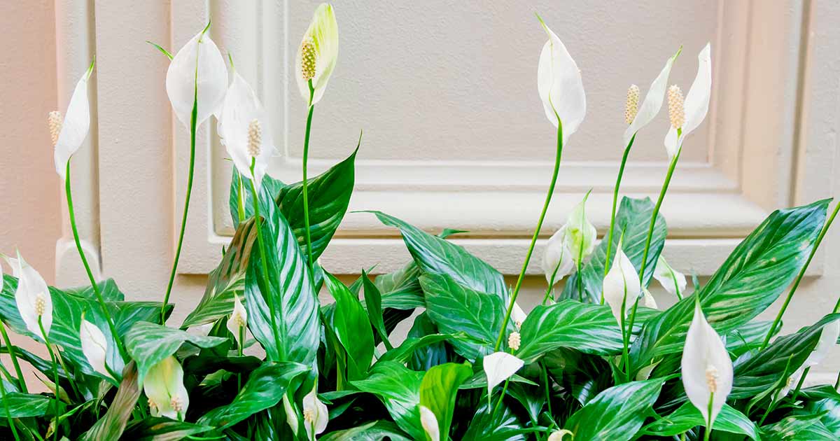 How To Grow And Care For A Peace Lily