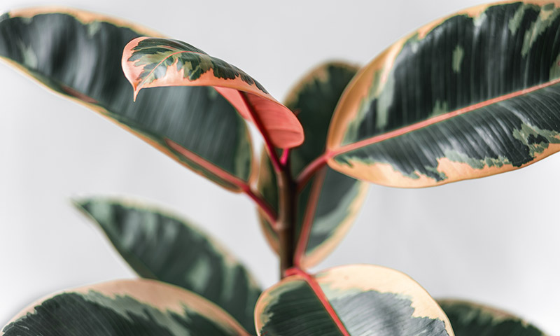 Complete guide to rubber plant care