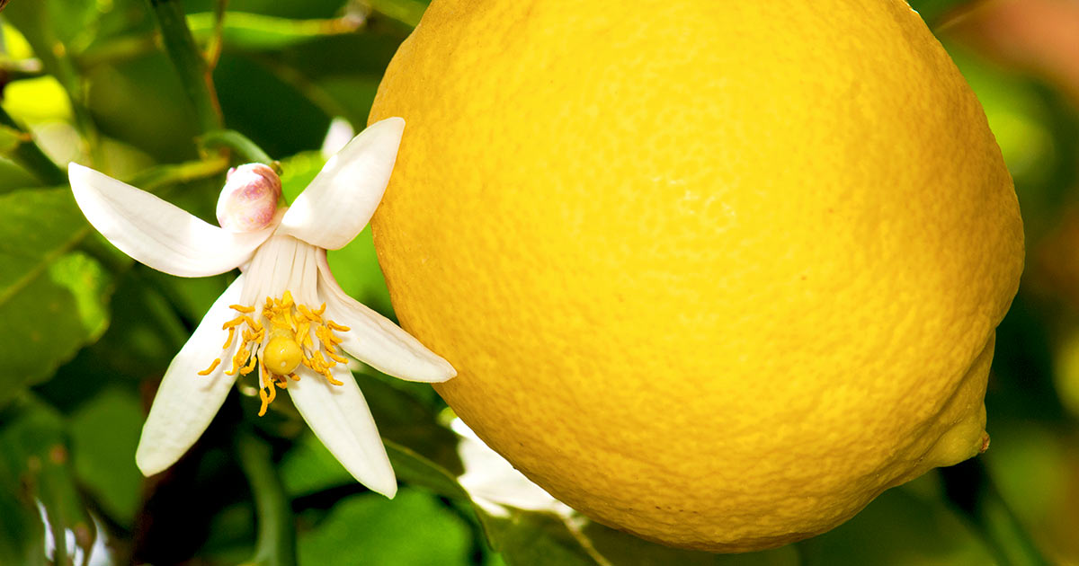 lemon tree flowers