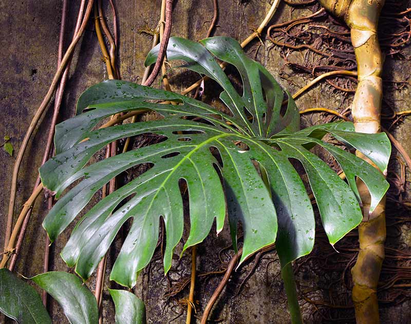 Monstera Care 101: Water, Light & Growing Tips