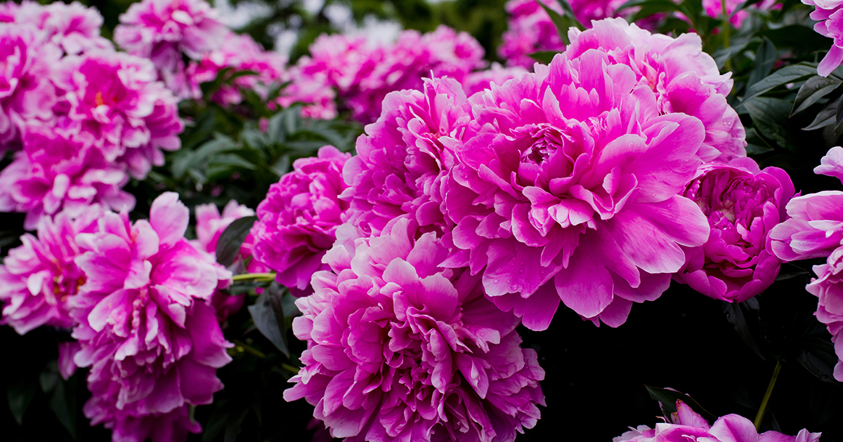 vibrant pink peony flowers in bloom
