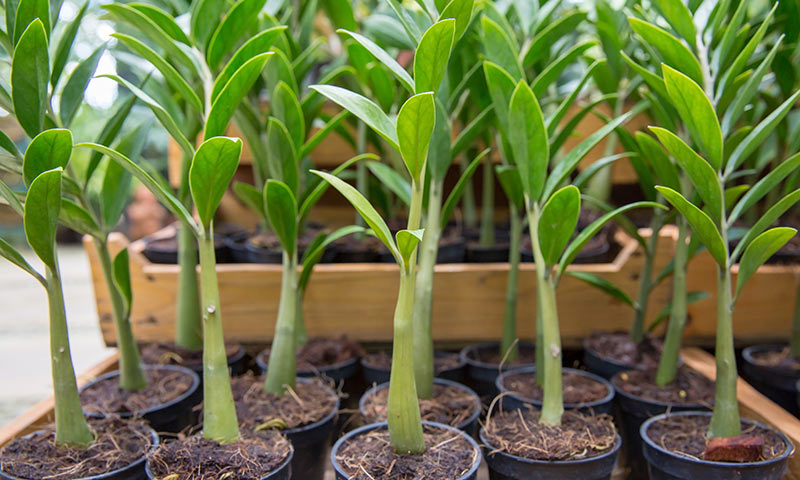 How to Grow and Care for a Rubber Tree Plant