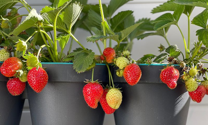 maximize sunlight for your edible crops