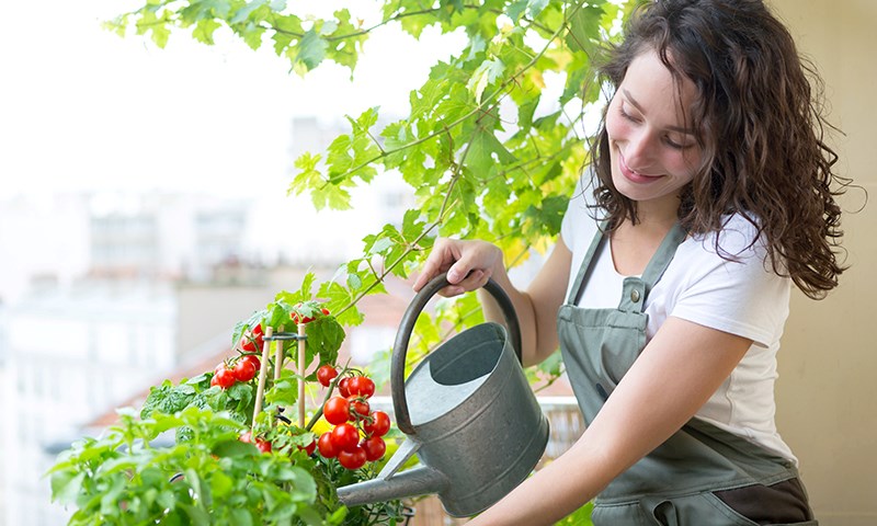 water container grown food consistently