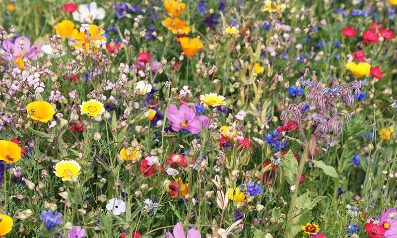 how to grow your own wildflower meadow