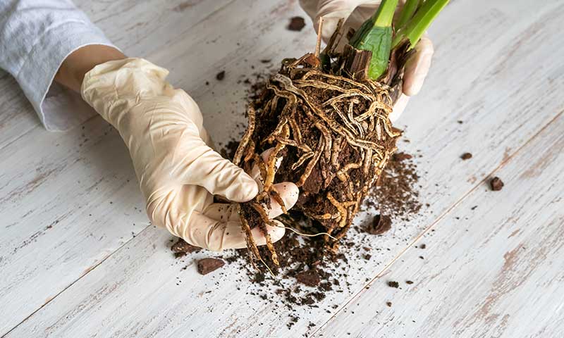 how to identify fight and prevent root rot