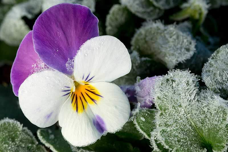 frosted-pansies