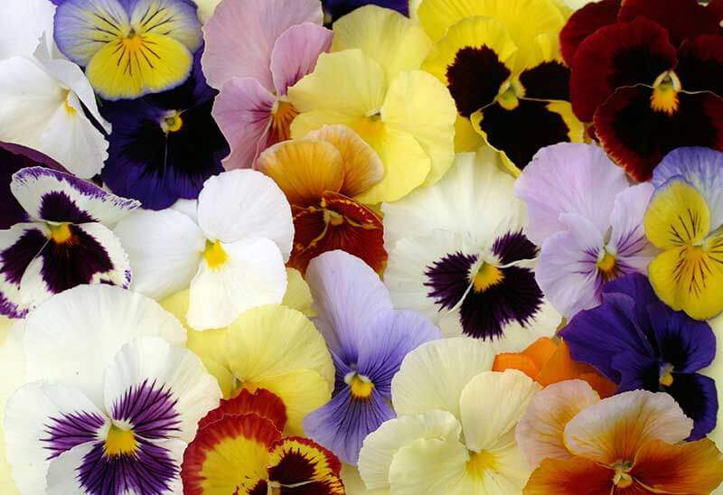 pansies variety