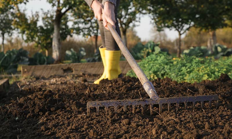 How To Prepare Soil For Azaleas My Heart Lives Here