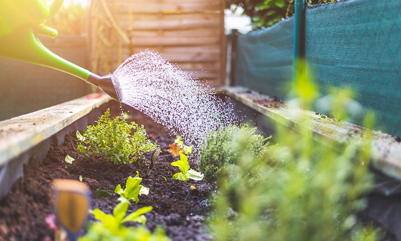 urban garden