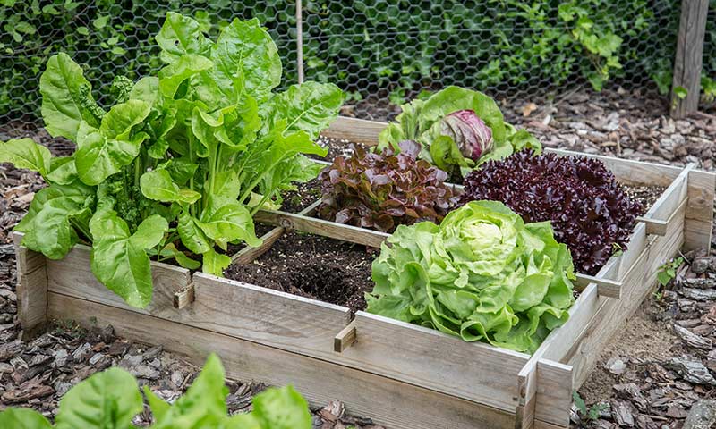 wooden vegetable garden