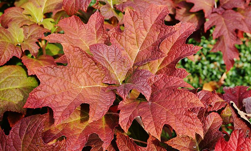 what plants are good for fall planting