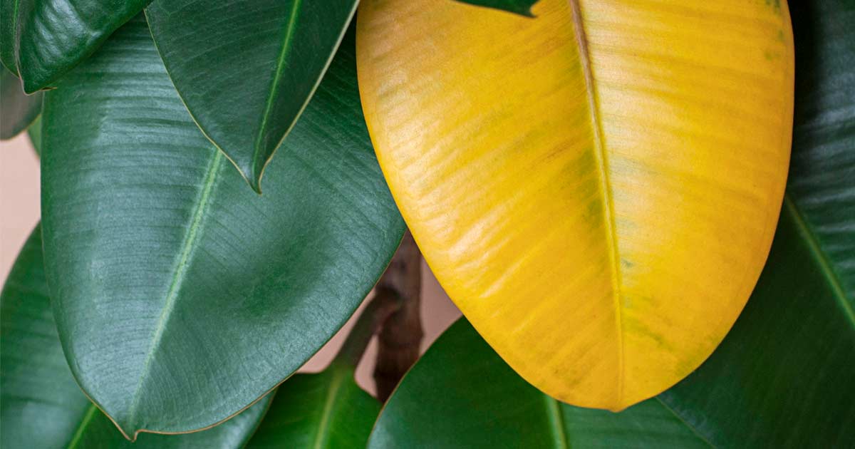 Why Plant Leaves Turn Yellow And How To Fix Them