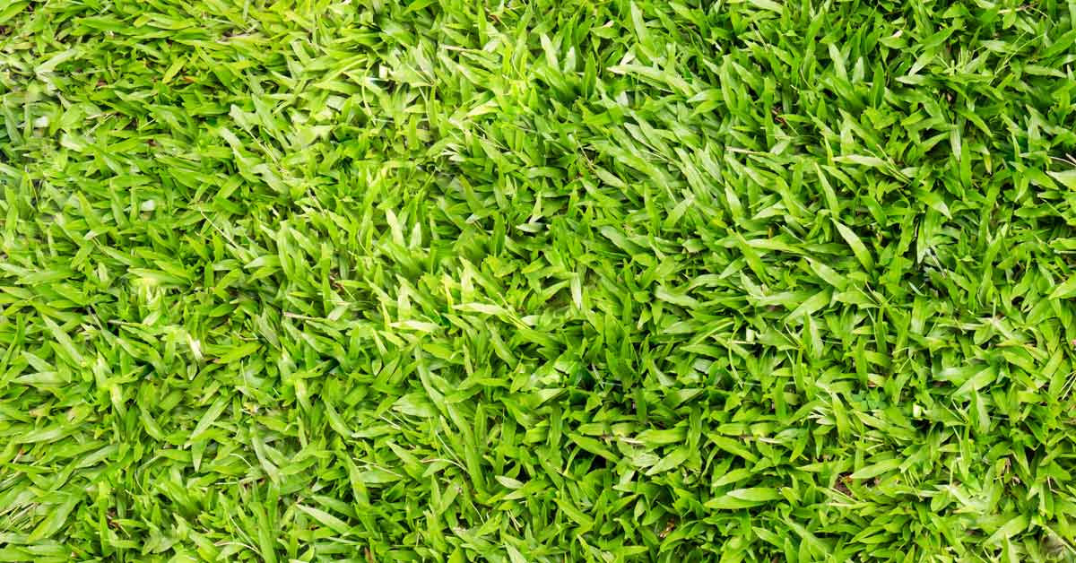 All You Need to Know About Centipede Grass OG