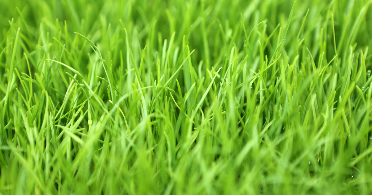 All You Need to Know About Perennial Ryegrass