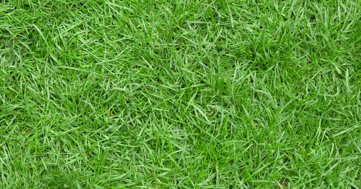 All You Need to Know About Zoysia Grass OG