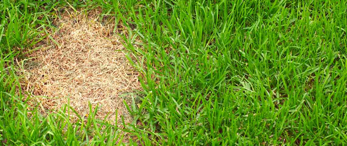 what can you put on grass for dog urine