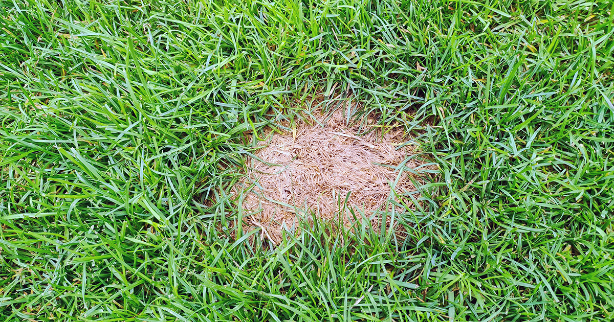 how to repair bare spots in your lawn