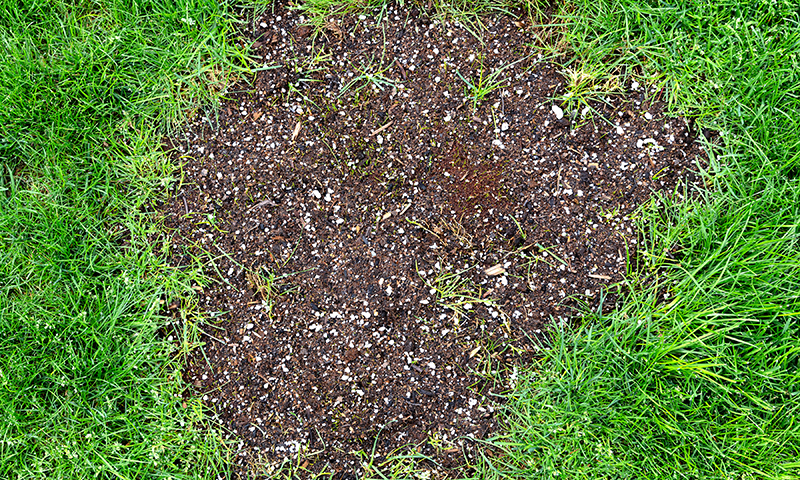 bare spot repair