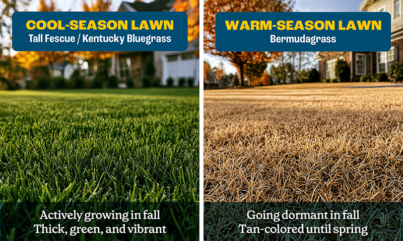 lawn maintenance