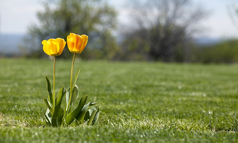 when to feed your grass and why