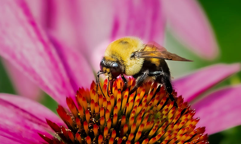 Pollinators are drawn to different flower shapes, colors, and nectar sources.