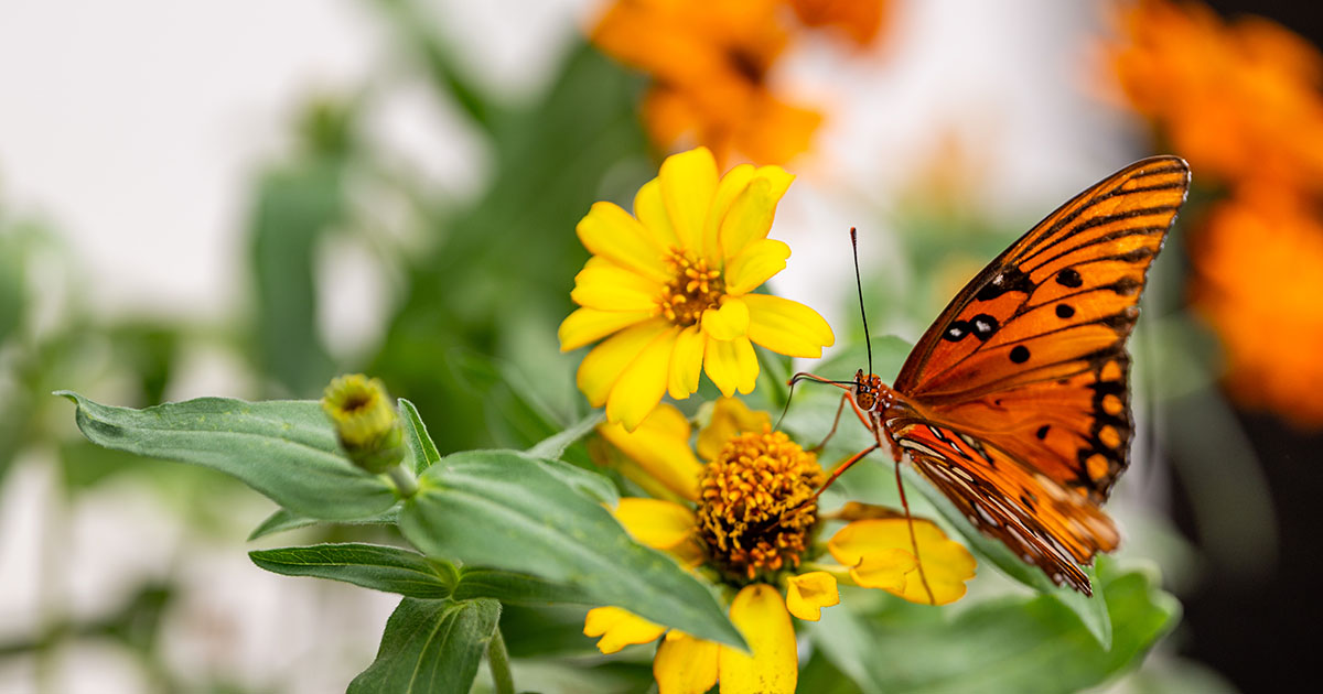 Best Flowers to Attract Pollinators.