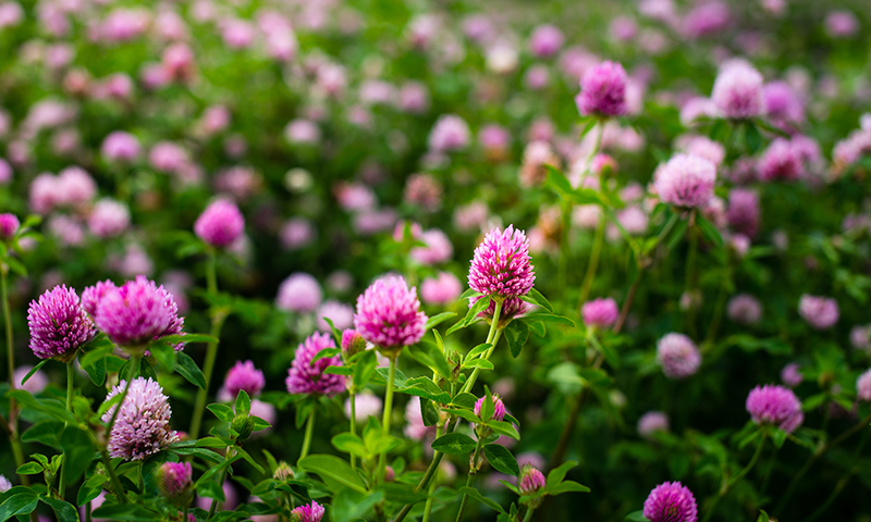 backyard habitat clovers