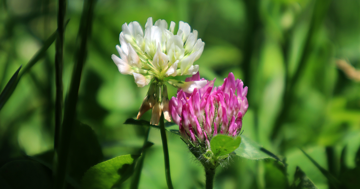 A white clover flower head and a red clover flower head against a green backdrop