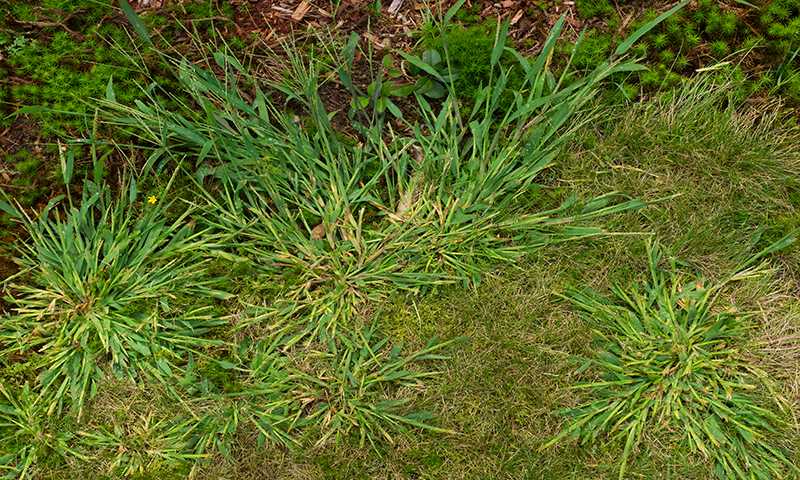 types of lawn weeds