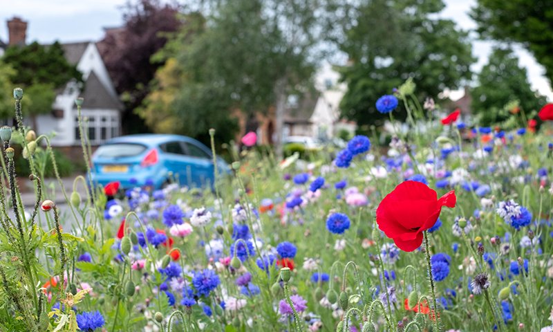 what is no mow meadow grass