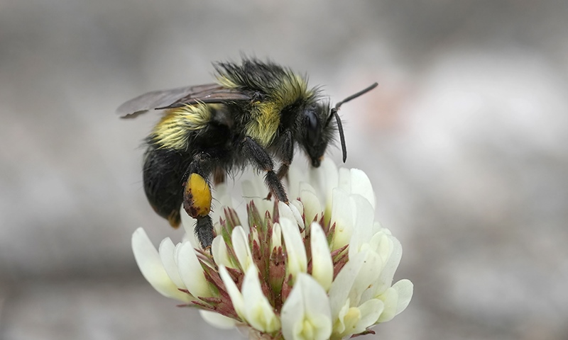 attracting pollinators to your lawn