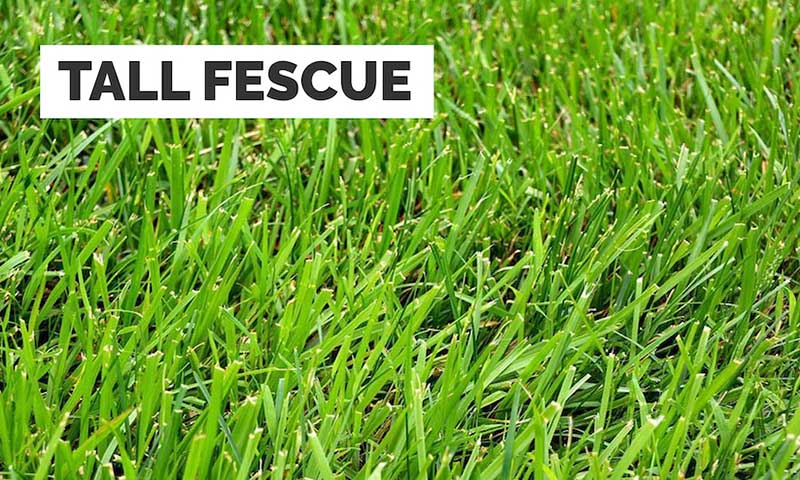Best Grass Types For Your New Jersey Lawns