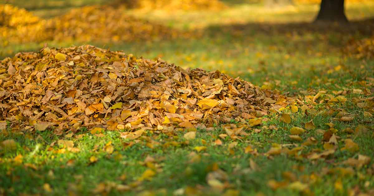 Why you shouldn't bag leaves that fall in your yard - WHYY