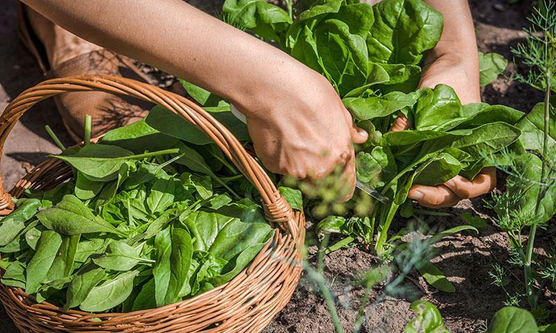 when to plant your fall food garden
