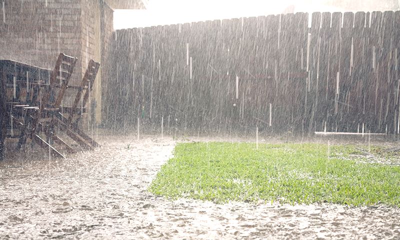 common causes of lawn disease