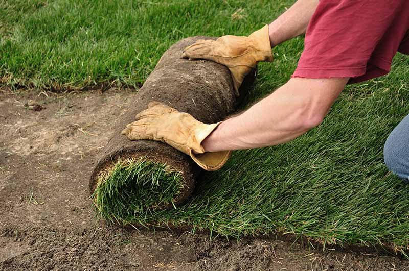 Benefits And Disadvantages Of Grass Seed Vs Sod