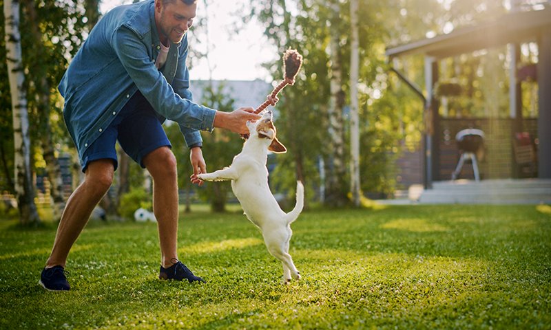 repairing your lawn
