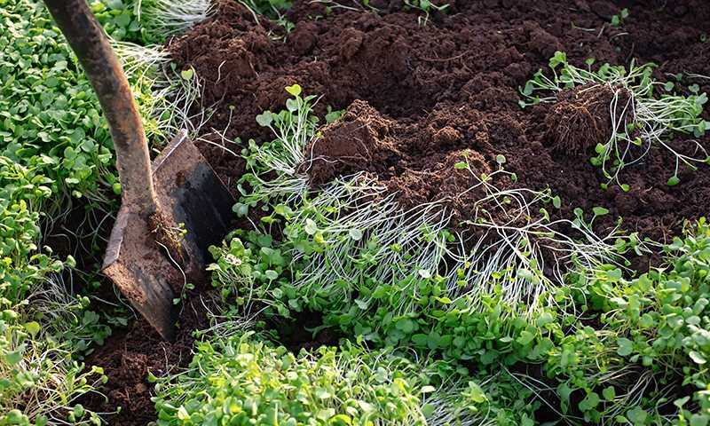 how to plant cover crops