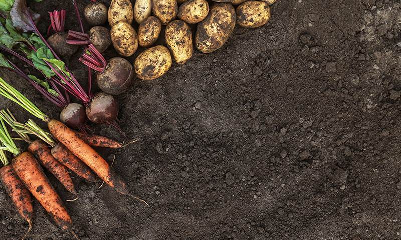 planting fall cover crops