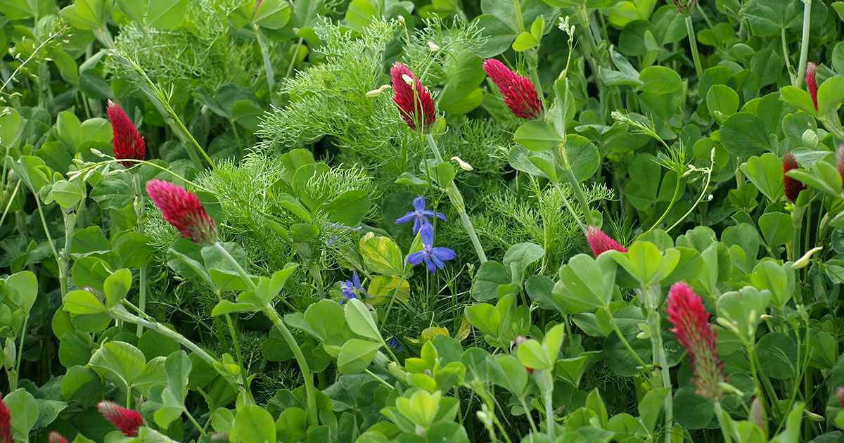cover crop are good for your garden