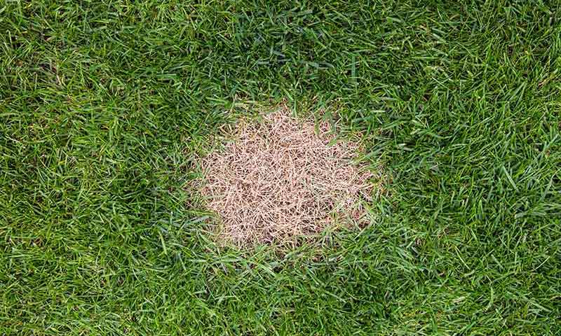 Impressionnant diamant Décoder how to fix brown spots in lawn comme ça ...