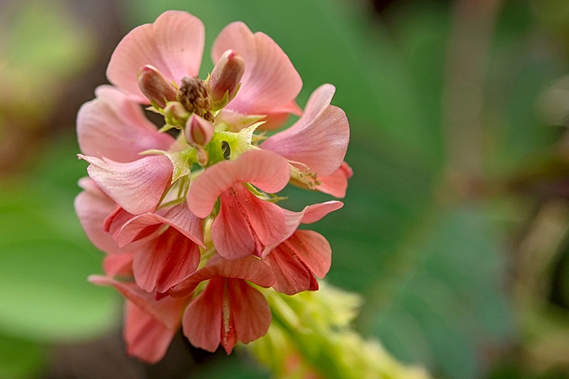 alyceclover alysicarpus vaginalis